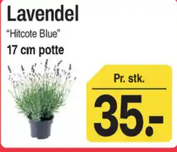ABC Lavpris Lavendel tilbud