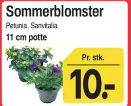 ABC Lavpris Sommerblomster tilbud