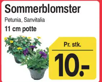 Sommerblomster