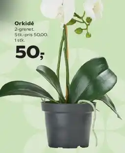 Kvickly Orkidé tilbud