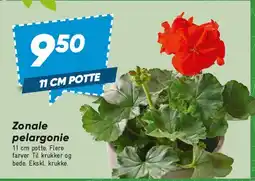Bilka Zonale pelargonie tilbud