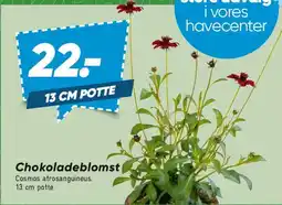 Bilka Chokoladeblomst tilbud