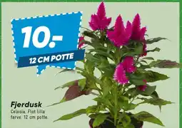 Bilka Fjerbusk tilbud