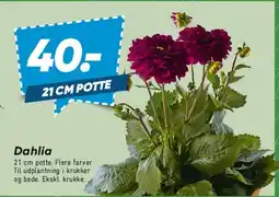 Bilka Dahlia tilbud