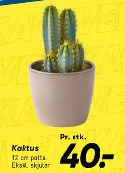 Bilka Kaktus tilbud