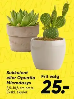 Bilka Sukkulent eller Opuntia microdasys tilbud