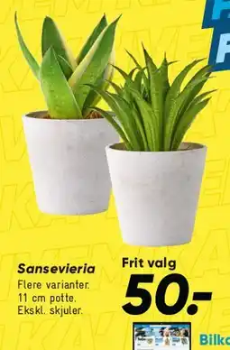 Bilka Sansevieria tilbud