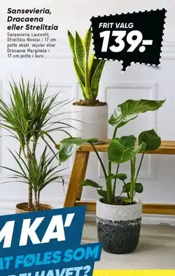 Bilka Sansevieria, Dracaena eller Strelitzia tilbud