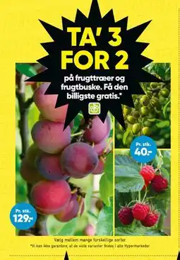 Bilka TA’ 3 FOR 2 på frugttræer og frugtbuske. Få den billigste gratis tilbud