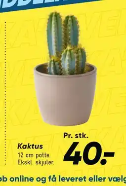 Bilka Kaktus tilbud