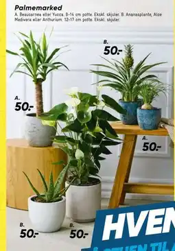 Bilka Beaucarnea eller Yucca tilbud
