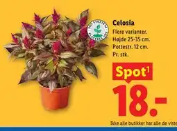 Lidl Celosia tilbud