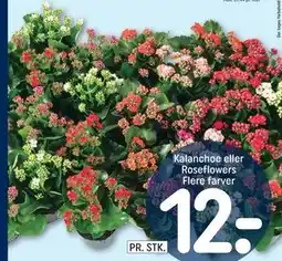 REMA 1000 Kalanchoe eller Roseflowers tilbud