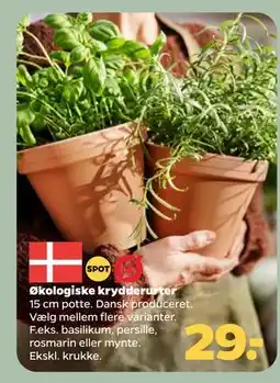 Netto Økologiske krydderurter tilbud