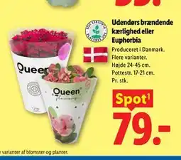 Lidl Udendørs brændende kærlighed eller Euphorbia tilbud
