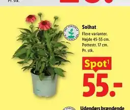 Lidl Solhat tilbud