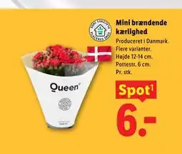 Lidl Mini brændende kærlighed tilbud