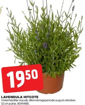 jem & fix Lavendula Hitcote tilbud