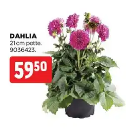 jem & fix Dahlia tilbud