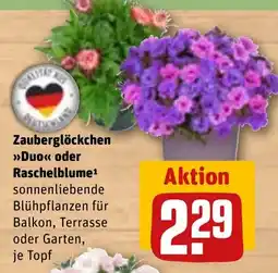 REWE DE Zauberglöckchen Duo oder Raschelblume tilbud