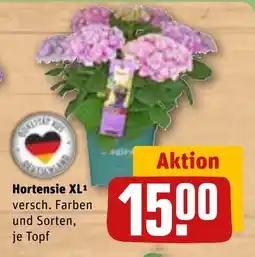 REWE DE Hortensie XL tilbud