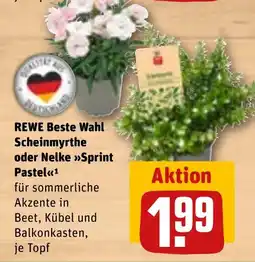 REWE DE REWE Beste Wahl Scheinmyrthe oder Nelke Sprint Pastel tilbud