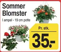 ABC Lavpris Sommer Blomster tilbud