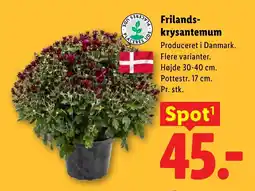 Lidl Frilands- krysantemum tilbud