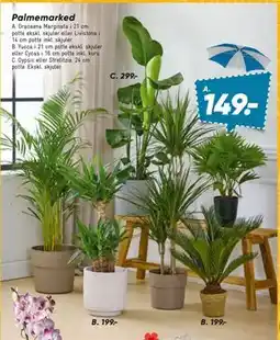 Bilka Yucca i 21 cm potte tilbud
