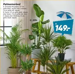 Bilka Dracaena Marginata i 21 cm potte tilbud