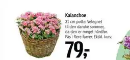 Føtex Kalanchoe tilbud