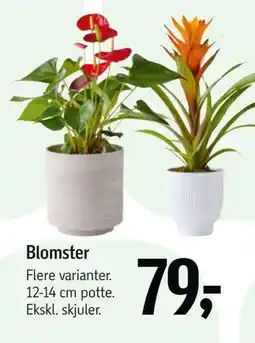 Føtex Blomster tilbud