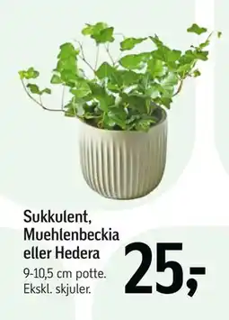 Føtex Sukkulent, Muehlenbeckia eller Hedera tilbud