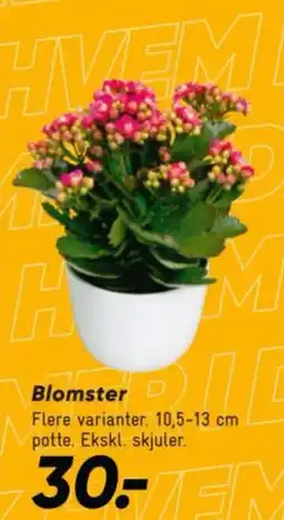 Bilka Blomster tilbud