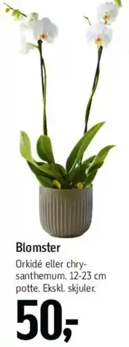 Føtex Blomster (Orkidé eller chrysanthemum) tilbud