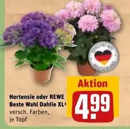 REWE DE Hortensie Oder REWE Bste Wahl Dahlie Xl tilbud