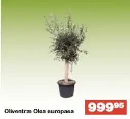 Bauhaus Oliventræ Olea europaea tilbud