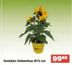 Bauhaus Solsikke Helianthus Ø15 cm tilbud