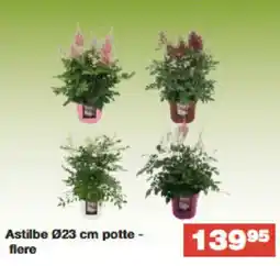 Bauhaus Astilbe 023 cm potte - flere tilbud