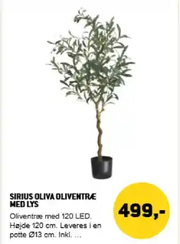 XL-BYG Sirius oliva oliventræ med lys tilbud