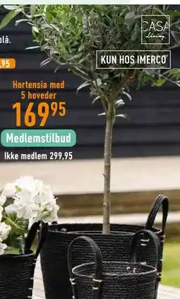 Imerco Hortensia med 5 hoveder tilbud