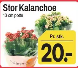 ABC Lavpris Stor Kalanchoe tilbud