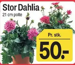 ABC Lavpris Stor Dahlia tilbud
