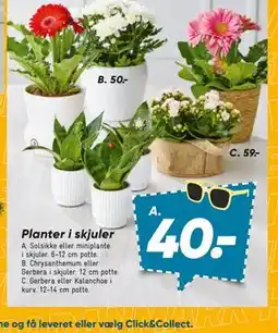Bilka Gerbera eller Kalanchoe i kurv tilbud