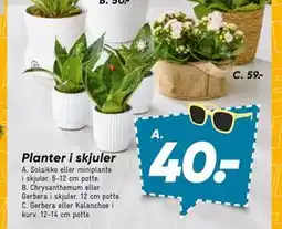 Bilka Solsikke eller miniplante i skjuler tilbud