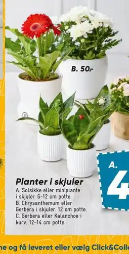Bilka Chrysanthemum eller Gerbera i skjuler tilbud
