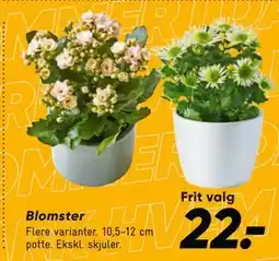 Bilka Blomster tilbud