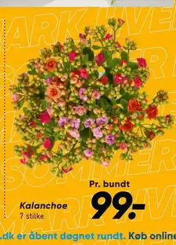 Bilka Kalanchoe tilbud