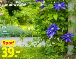 Lidl Blomster & planter Klematis tilbud