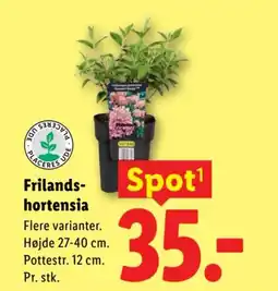 Lidl Frilands- hortensia tilbud